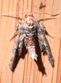 Maple Looper Moth Maple Looper Moth